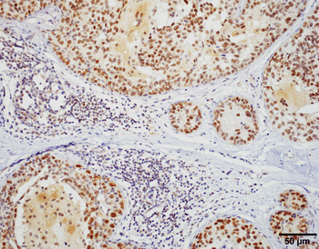 HSF1 Antibody: PerCP