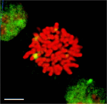 HSF1 Antibody: PerCP