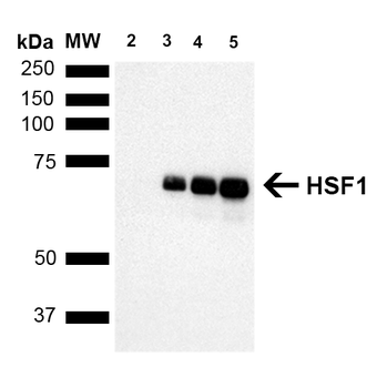 HSF1 Antibody: PerCP