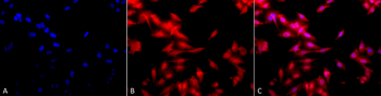HSF1 Antibody: PerCP