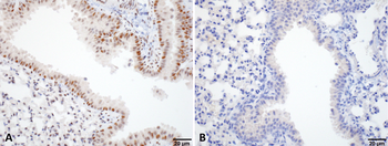 HSF1 Antibody: PerCP