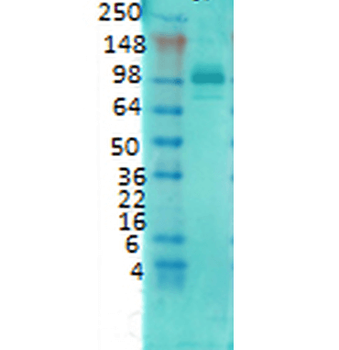 PSD95 Antibody: FITC