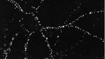 PSD95 Antibody (HRP)