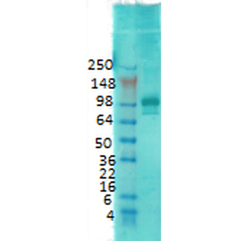PSD95 Antibody: APC