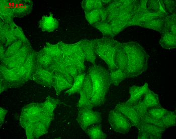 PSD95 Antibody: Biotin