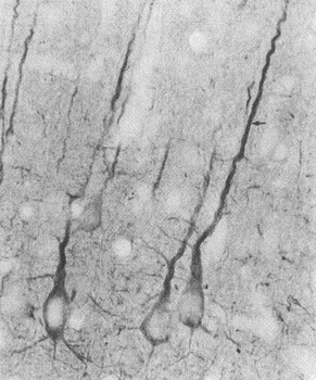 PSD95 Antibody (HRP)