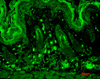 PSD95 Antibody (HRP)