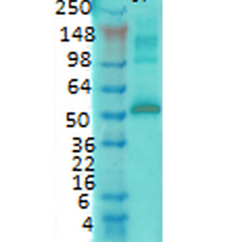 CaMKII (Alpha-Specific) Antibody: Biotin