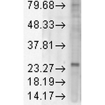 KDEL Receptor Antibody: HRP
