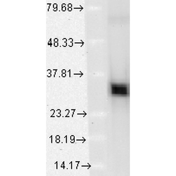 HO-1 Antibody: Biotin