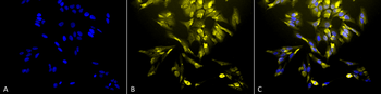 HO-1 Antibody (RPE)