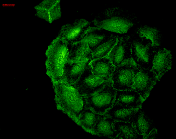 HO-1 Antibody (RPE)