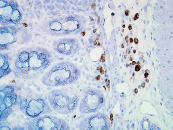 HSP90 Antibody (APC)