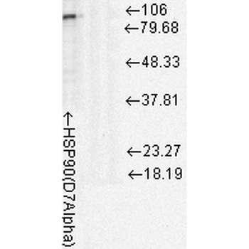HSP90 Antibody (FITC)