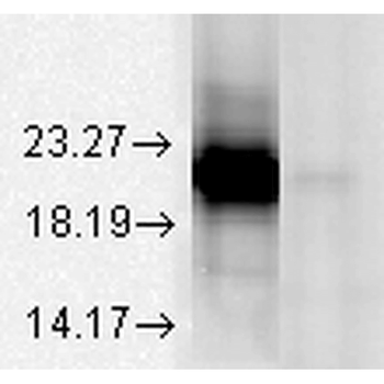 Alpha A Crystallin Antibody: HRP
