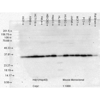 HSP40, Hdj1 Antibody: HRP