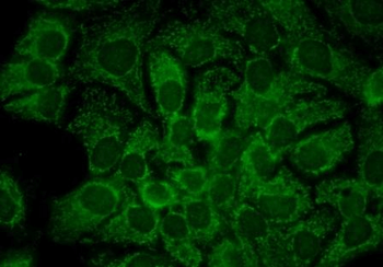 HSP90 alpha Antibody (APC)