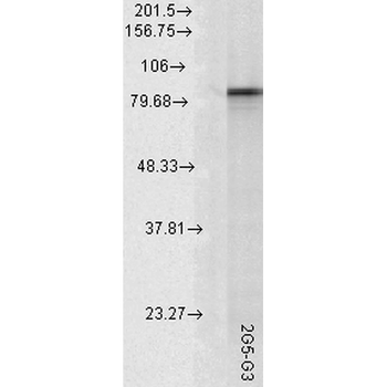 HSP90 alpha Antibody (FITC)
