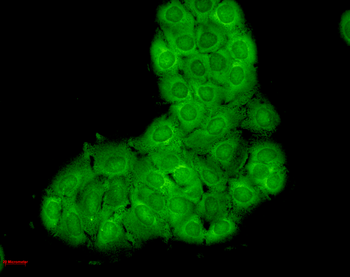HSC70 (HSP73) Antibody: Biotin