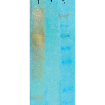 Acetylated Lysine Antibody: APC