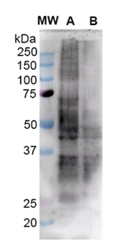 Nitrotyrosine Antibody: APC