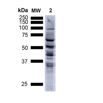 Nitrotyrosine Antibody: HRP