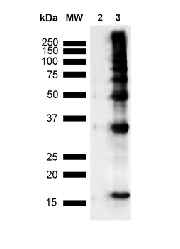 Nitrotyrosine Antibody: HRP