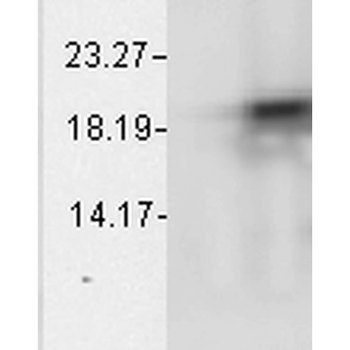 Alpha B Crystallin Antibody: HRP
