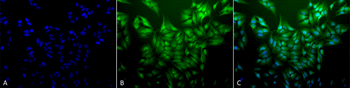 Ubiquitin Antibody (RPE)