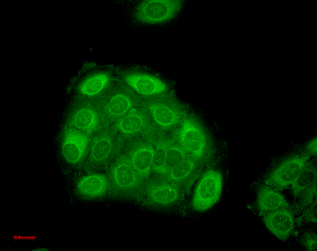 HSP27 Antibody: HRP