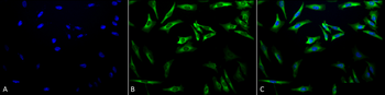 HSP27 Antibody: HRP