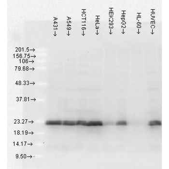 HSP27 Antibody: HRP