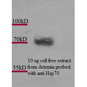 HSP70 Antibody: Biotin