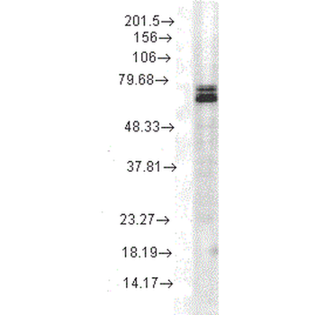 HSP70 Antibody: HRP