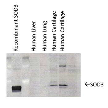 SOD (EC) Antibody: HRP