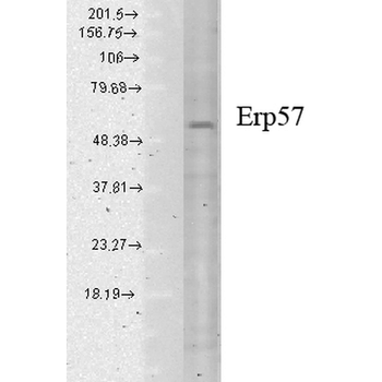 ERp57 (GRP58) Antibody: RPE