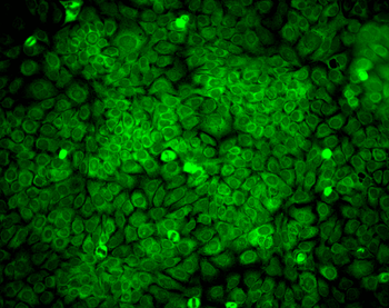 ERp57 (GRP58) Antibody: RPE