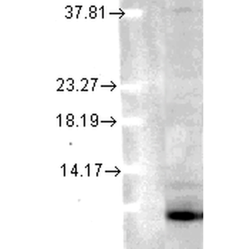 Ubiquitin Antibody: PerCP