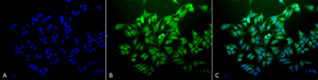 Ubiquitin Antibody: PerCP