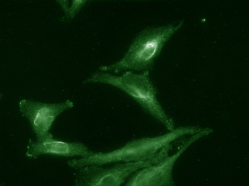 AHA1 Antibody: FITC