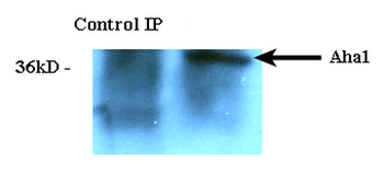 AHA1 Antibody: HRP