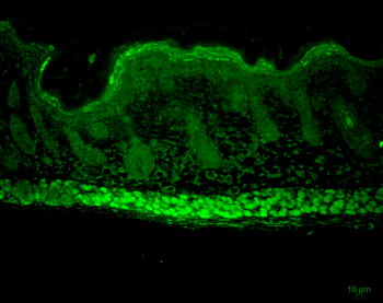 AHA1 Antibody: HRP