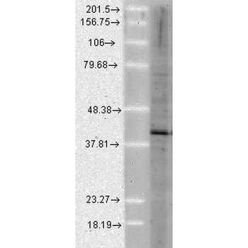 AHA1 Antibody: HRP