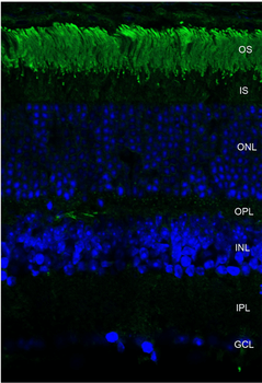 Rhodopsin Antibody: APC