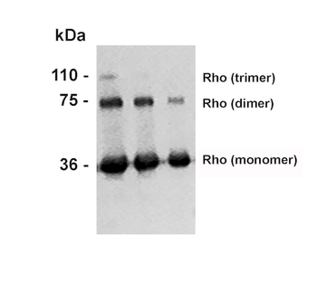 Rhodopsin Antibody: APC