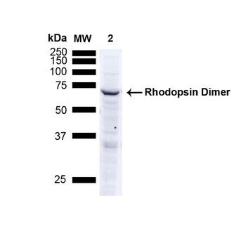 Rhodopsin Antibody: APC