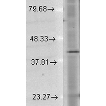 Rhodopsin Antibody: APC