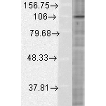 HIF 1 alpha Antibody (PerCP)