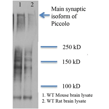 Piccolo Antibody: RPE