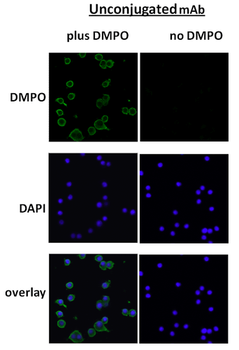 DMPO Antibody (HRP)